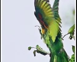 Aratinga finschi (Pericos)