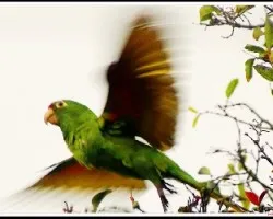 Aratinga finschi (Pericos)