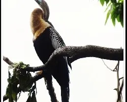 Anhinga anhinga
