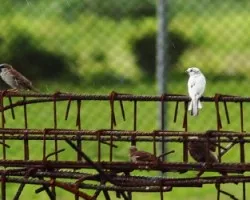 Passer domesticus