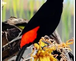 Ramphocelus costaricensis