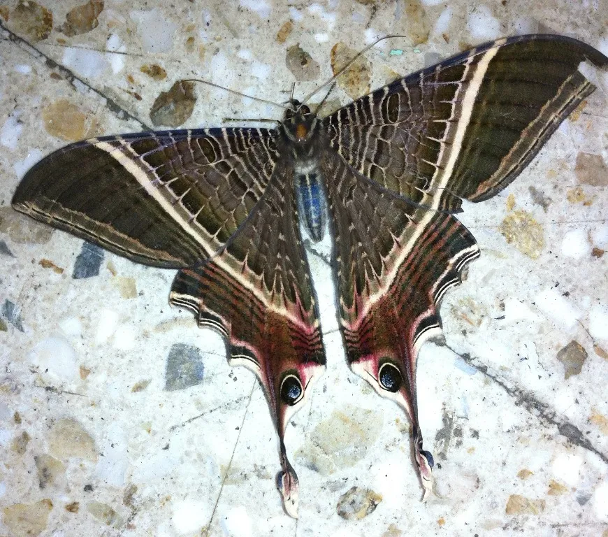 Foto