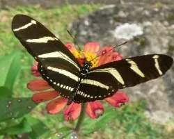 Mariposa