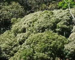 Bravaisia integerrima  