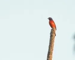 Passerina ciris