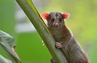 Caluromys derbianus