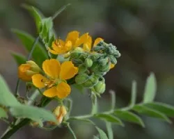 Flores silvestres