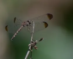 Libélula