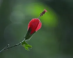 Hibiscus sp