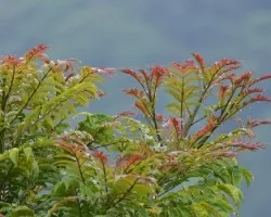 Árbol