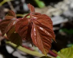 Enredadera