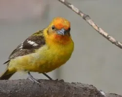 Piranga bidentata