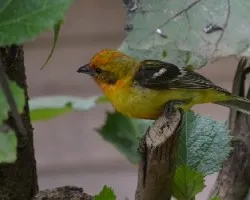 Piranga bidentata