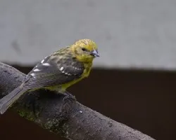 Piranga bidentata
