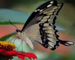 Heraclides cresphontes 