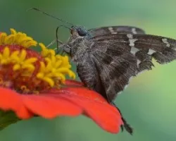 Urbanus pronus