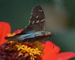 Urbanus pronus