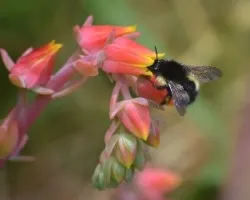 Flor de cactus con abeja
