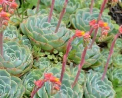 Echeveria elegans 