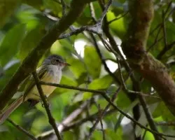 Tolmomyias sulphurescens