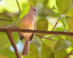 Tolmomyias sulphurescens