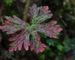 Hoja