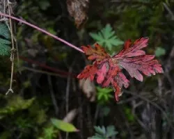 Hoja