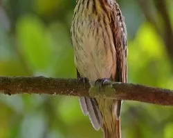Myiodynastes maculatus