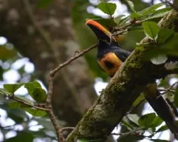 Pteroglossus frantzii