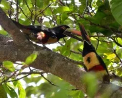 Pteroglossus frantzii