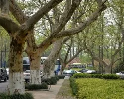 Platanus x hispanica