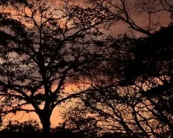 Arboles