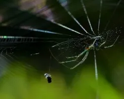 Araña
