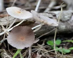 Hongos