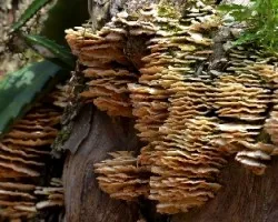 Colonia de hongos