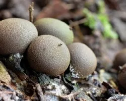 Hongos redondos