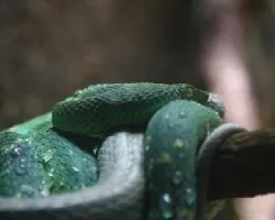 bocaraca
