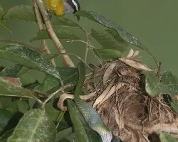 Coereba flaveola