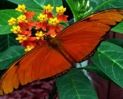 Dryas iulia (2)