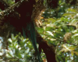 Pharomachrus mocinno