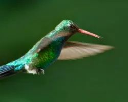 Chlorostilbon aureoventris