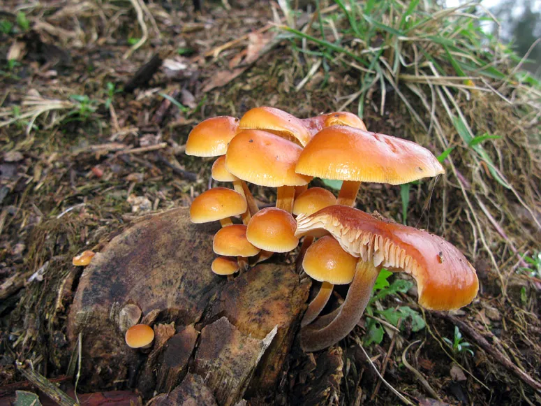 Foto