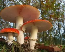 Amanita muscaria 