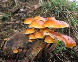 Flammulina velutipes