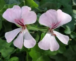 Pelargonium peltatum