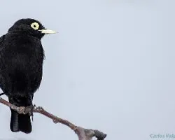 Hymenops perspicillatus Macho