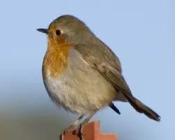 Erithacus rubecula