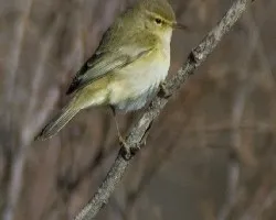 Phylloscopus trochilus