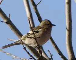 Fringilla coelebs