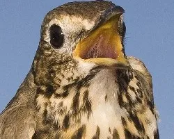 zorzal